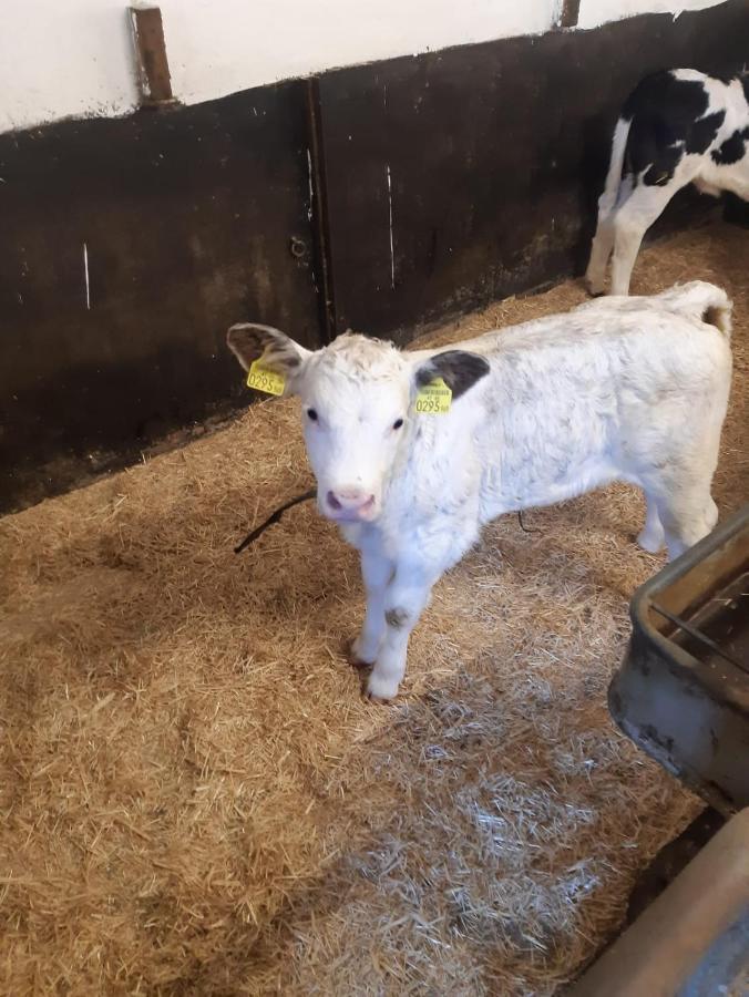 فيلا Bichlhof Riedenberg تيرسي المظهر الخارجي الصورة
